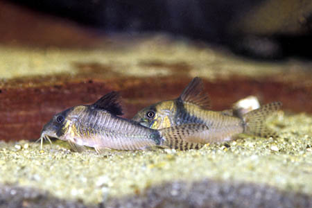 Northern Longnose Cory (Corydoras septentrionalis)