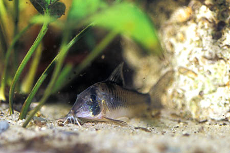 Northern Longnose Cory (Corydoras septentrionalis)