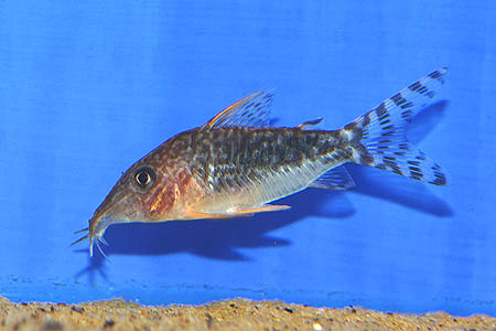 Corydoras seussi