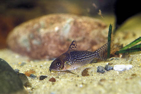 False Network Cory (Corydoras sodalis)