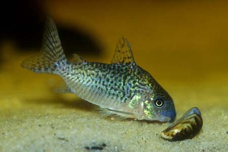 False Network Cory (Corydoras sodalis)