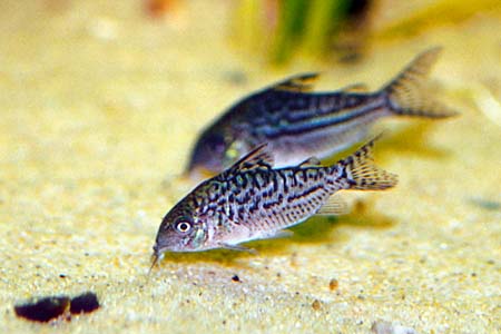 False Network Cory (Corydoras sodalis)