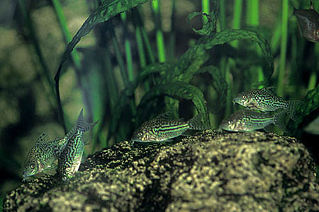 False Network Cory (Corydoras sodalis)