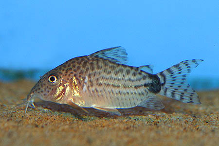 Millenium Cory (Corydoras spectabilis)
