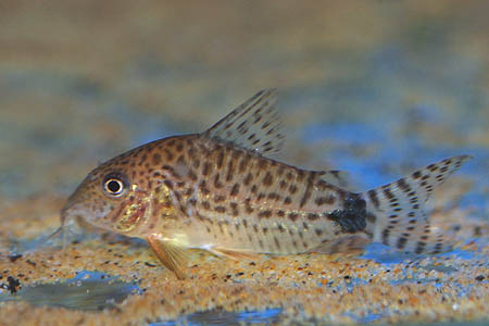 Millenium Cory (Corydoras spectabilis)