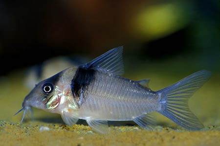 Specimen from the aquarium trade.