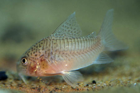 Xingu Cory (Corydoras xinguensis)