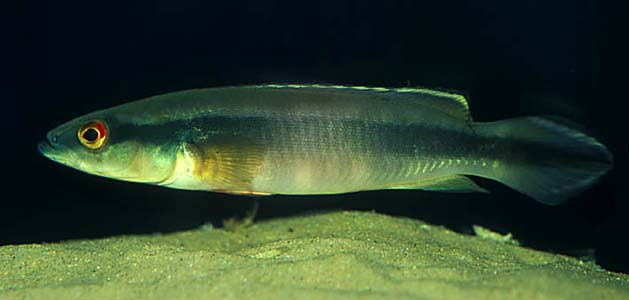 Red-finned Pike Cichlid (Crenicichla johanna)