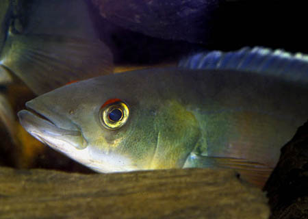 Atabo Red Pike Cichlid (Crenicichla lugubris)