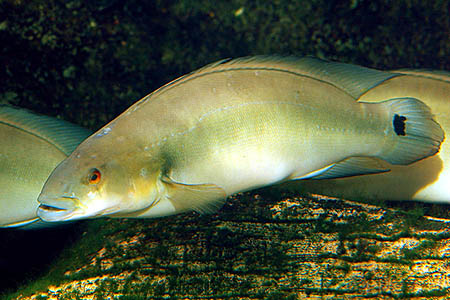 Atabo Red Pike Cichlid (Crenicichla lugubris)