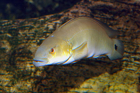 Atabo Red Pike Cichlid (Crenicichla lugubris)