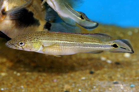 Striped Pike Cichlid (Crenicichla strigata)