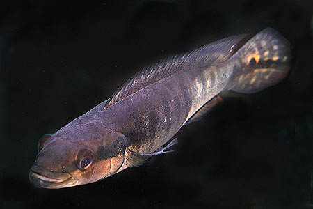 Tiger Pike Cichlid (Crenicichla tigrina)