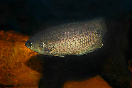 Tailspot Ctenopoma (Ctenopoma kingsleyae)