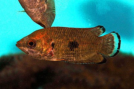 Ctenopoma weeksii