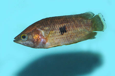 Ctenopoma weeksii