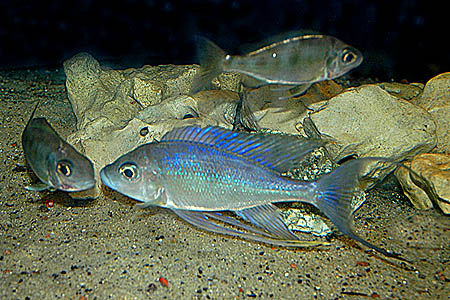 Cyathopharynx furcifer; male (centre) with pair of females