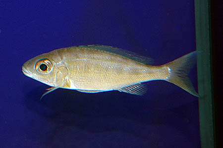 Cyathopharynx furcifer female