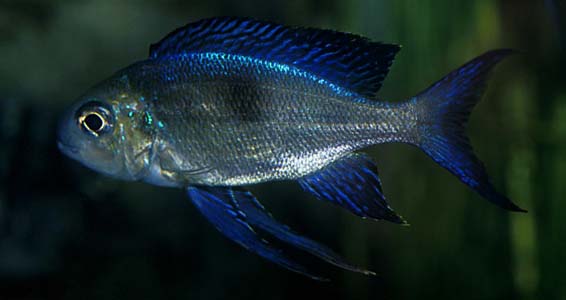Cyathopharynx furcifer male