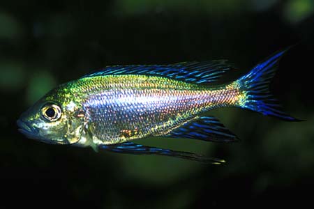 Cyathopharynx furcifer male