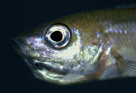 Cyprichromis leptosoma female holding eggs
