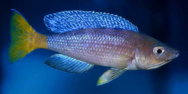 Cyprichromis leptosoma male