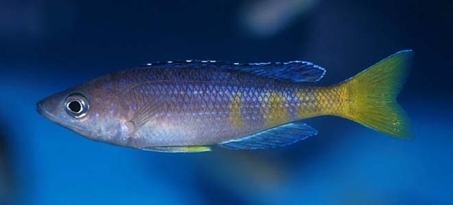 Cyprichromis sp. "jumbo" Kekese male