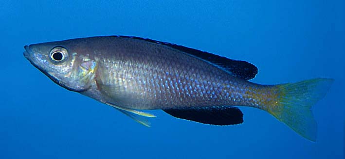 Cyprichromis sp. "jumbo speckleback" male