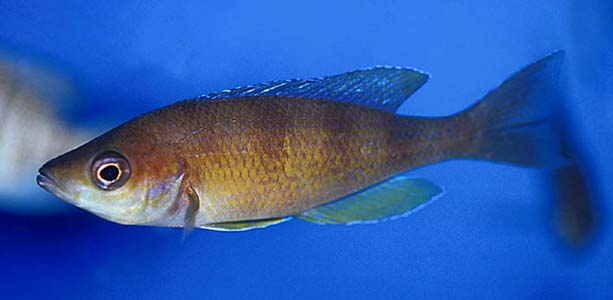 Cyprichromis sp. "jumbo zebra" male