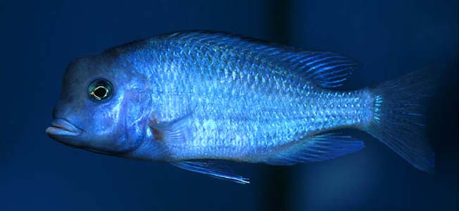 Cyrtocara moorii