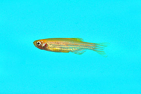 ...as has this other, short-finned 'golden' form.