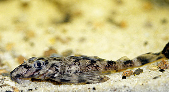 Butterfly Plec, L168 (Dekeyseria brachyura)