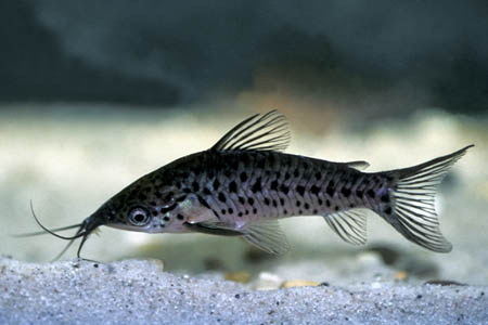 Porthole Catfish (Dianema longibarbis)