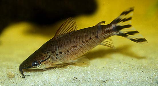 Flagtail Catfish (Dianema urostriatum)