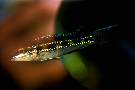 Lyretail Checkerboard Cichlid (Dicrossus filamentosus)