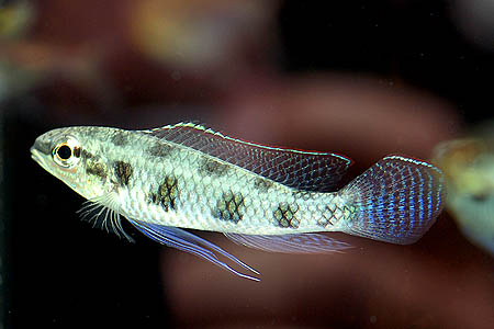 Dicrossus maculatus male.