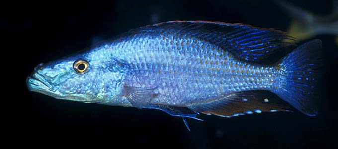 Dimidiochromis compressiceps adult male