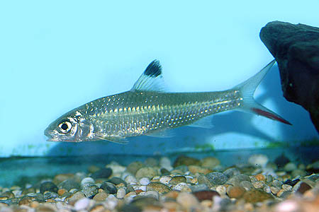 Young specimen from the UK aquarium trade.