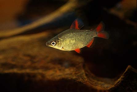 Distichodus affinis