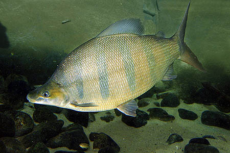 Distichodus lusosso adult