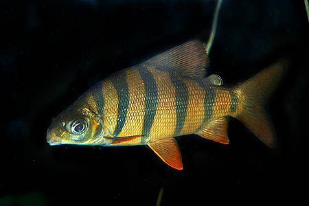 Distichodus sexfasciatus subadult