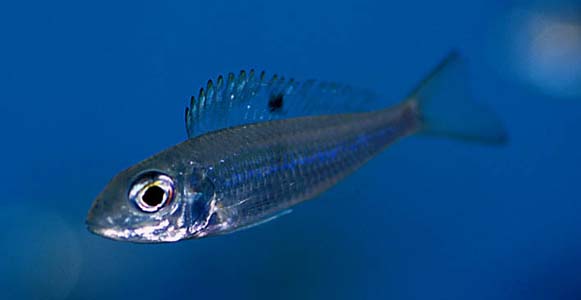 Ectodus descampsii