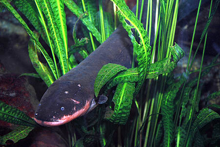 Electrophorus electricus