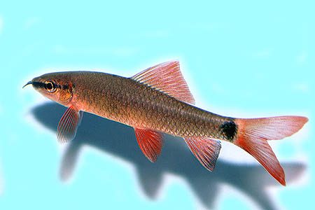 Young specimen. This is the size at which the species is usually seen on sale.