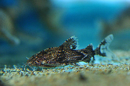 Erethistes maesotensis
