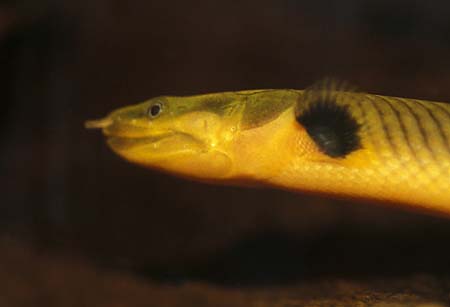 Erpetoichthys calabaricus