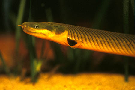 Erpetoichthys calabaricus
