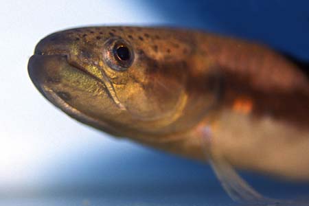 Erythrinus erythrinus