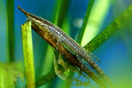 Twig Catfish (Farlowella vittata)