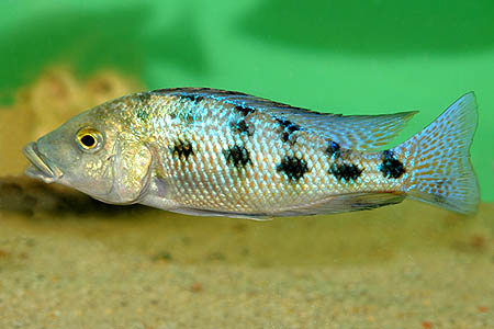 Fossorochromis rostratus